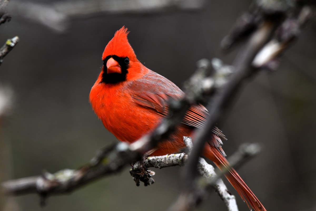 Cardinal rouge - ML618289464