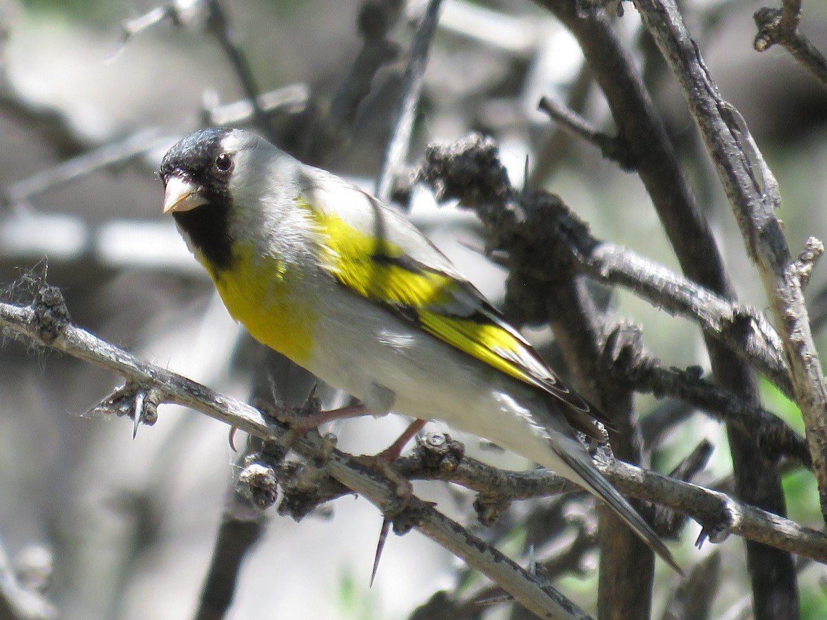 Lawrence's Goldfinch - ML618289480