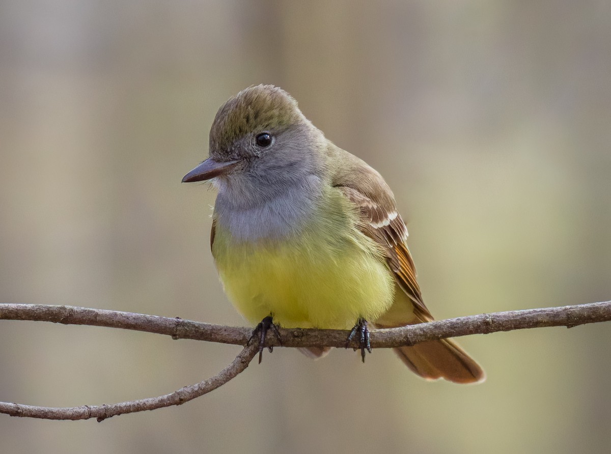 Great Crested Flycatcher - ML618289489
