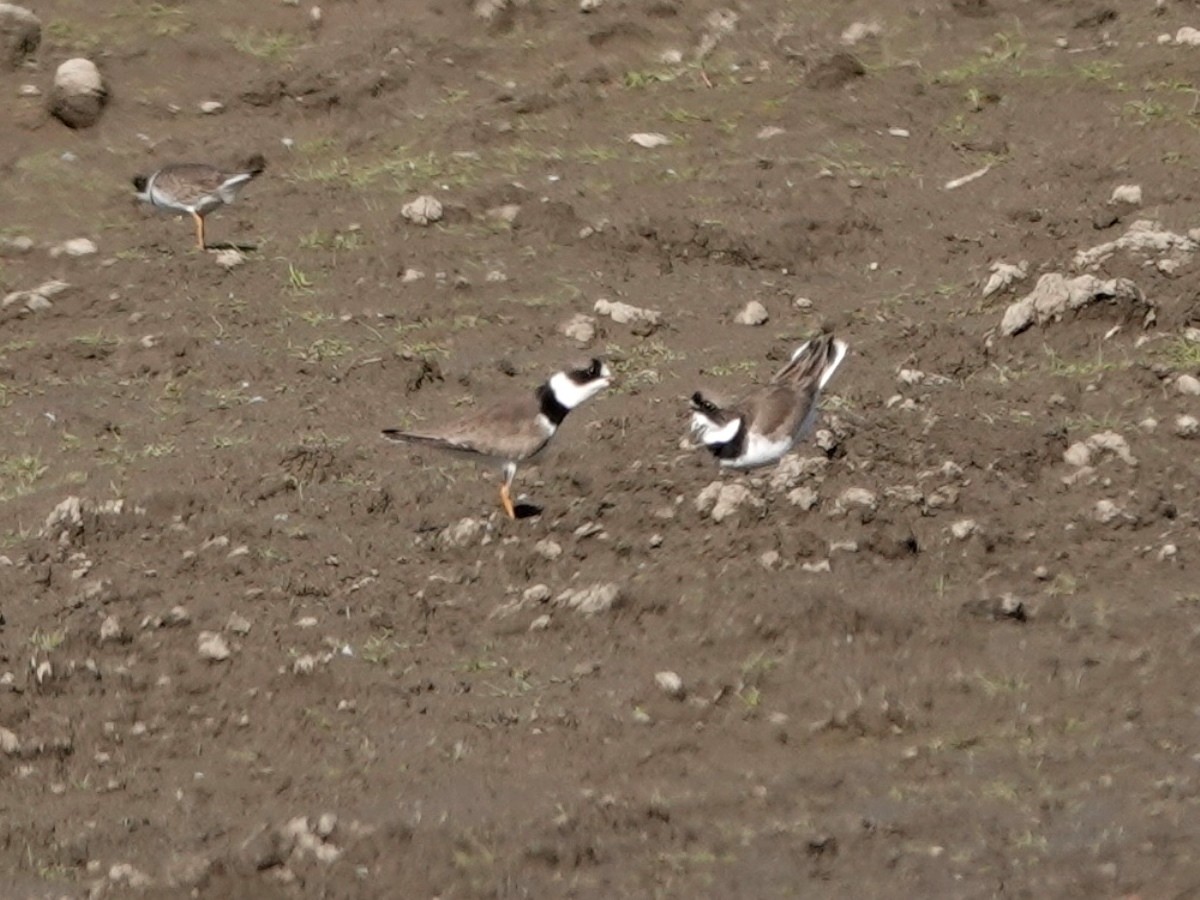 Semipalmated Plover - ML618289491
