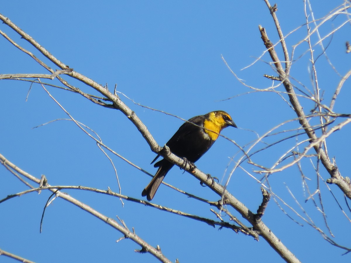Yellow-headed Blackbird - ML618289492
