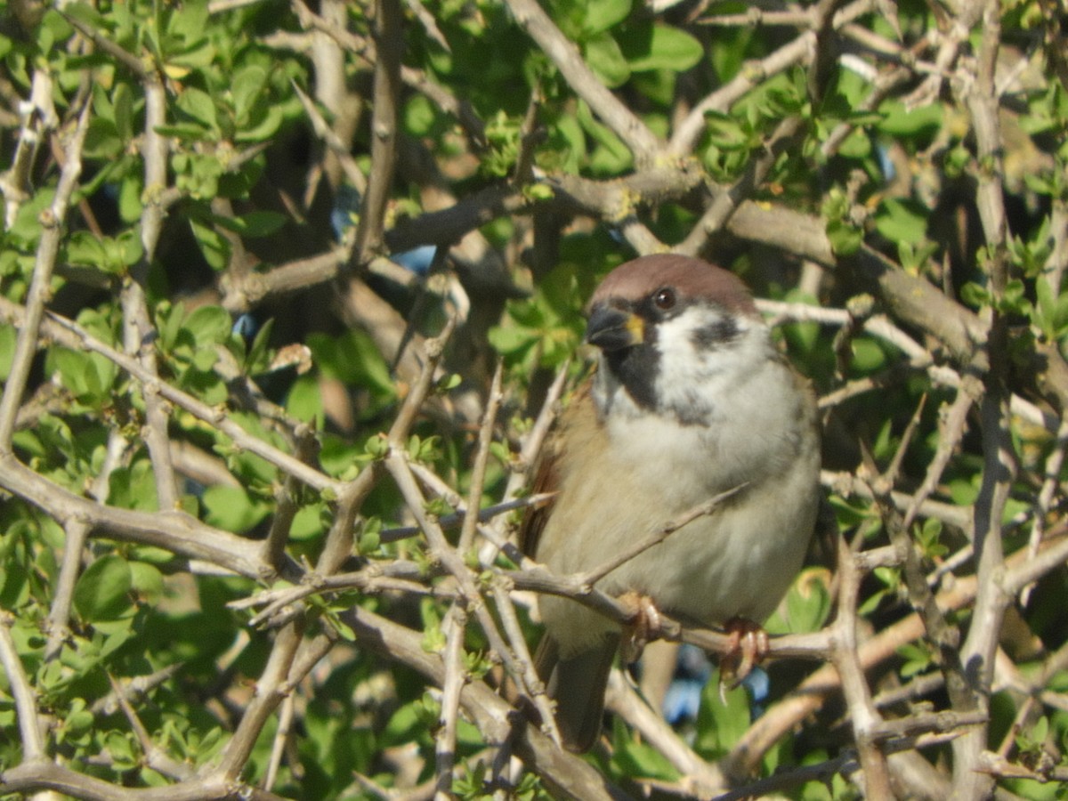 Eurasian Tree Sparrow - ML618289503