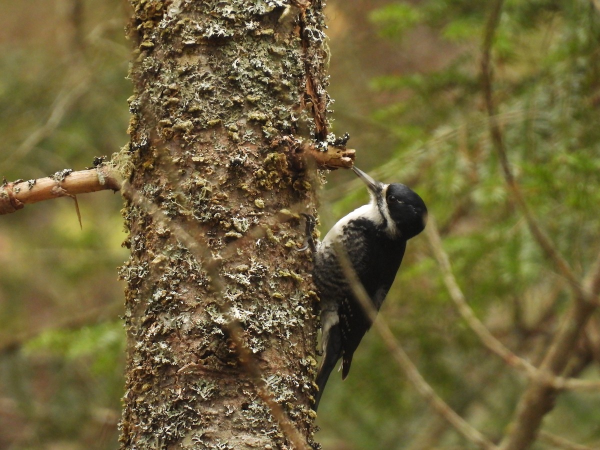 Black-backed Woodpecker - ML618289521