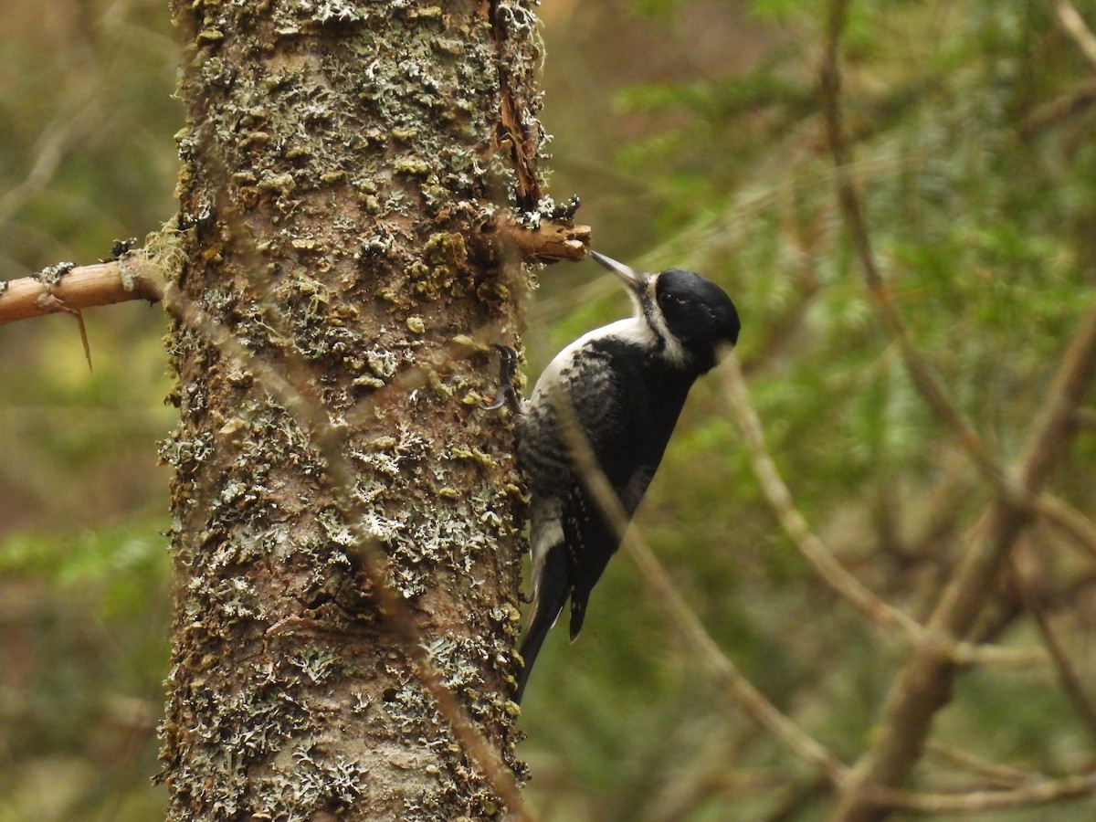 Black-backed Woodpecker - ML618289523