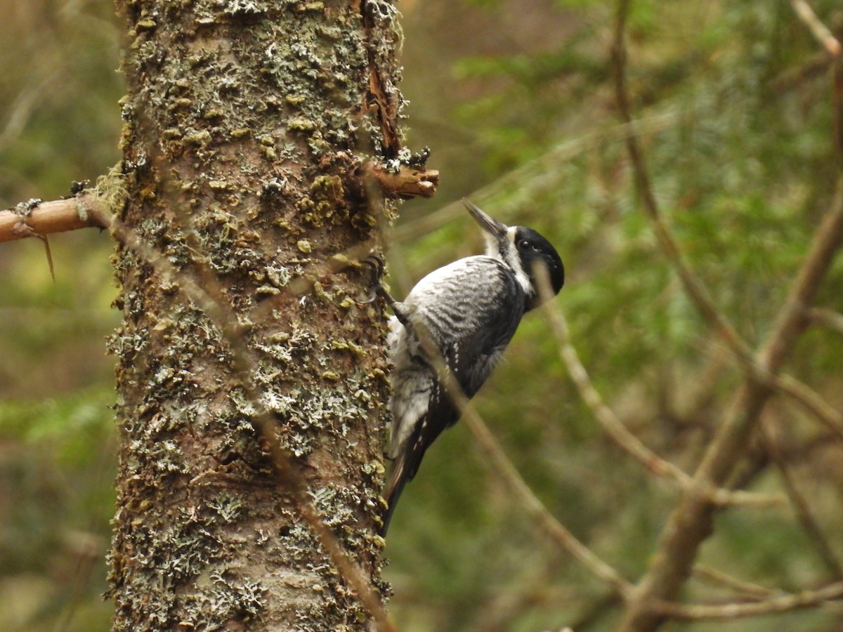 Black-backed Woodpecker - ML618289526