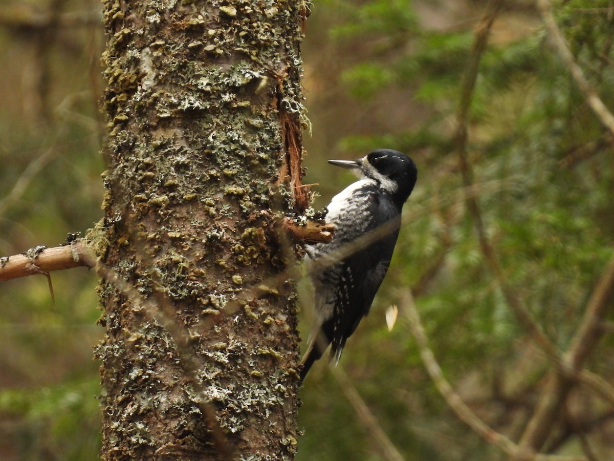 Black-backed Woodpecker - ML618289531