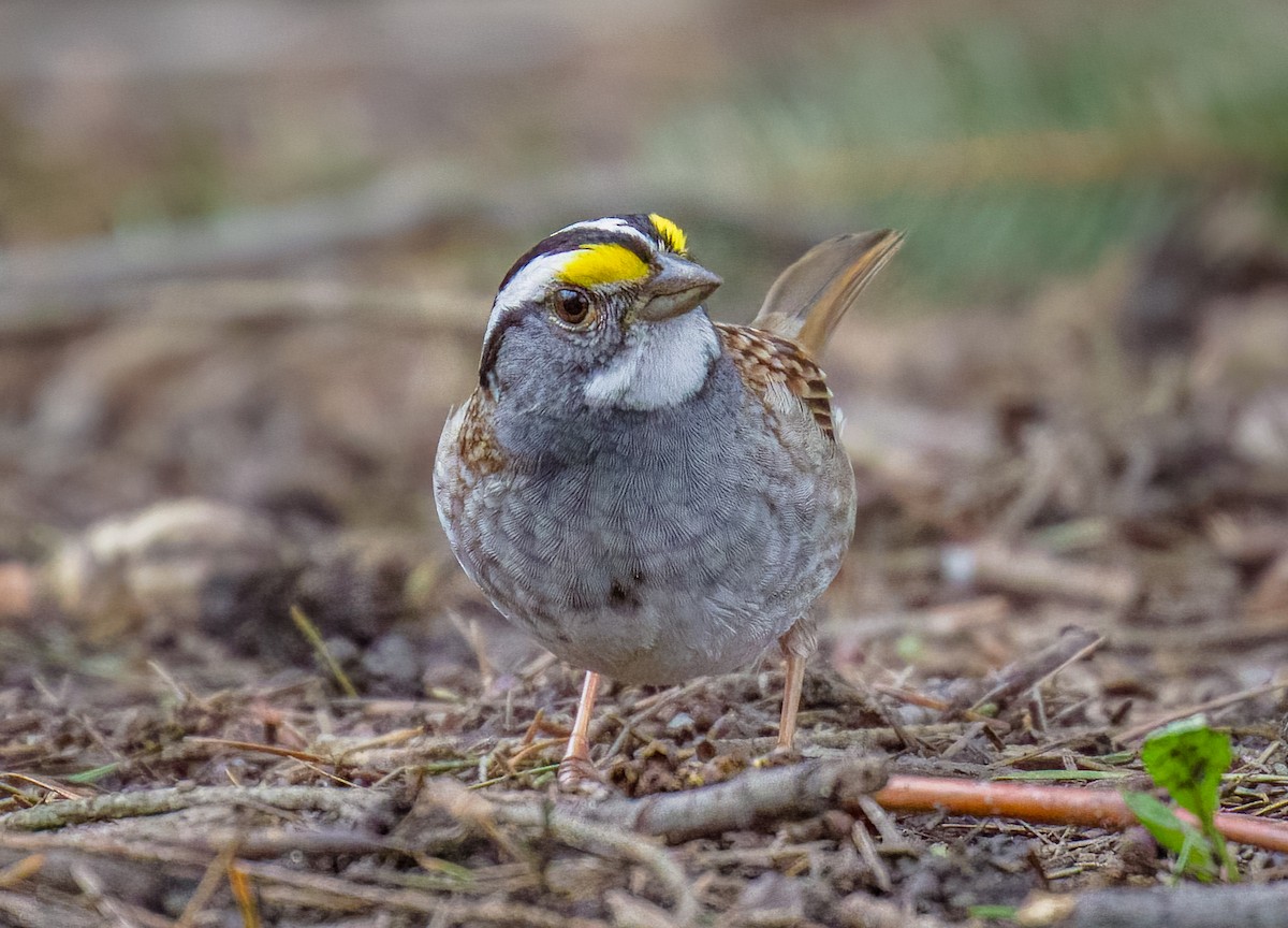 White-throated Sparrow - ML618289532