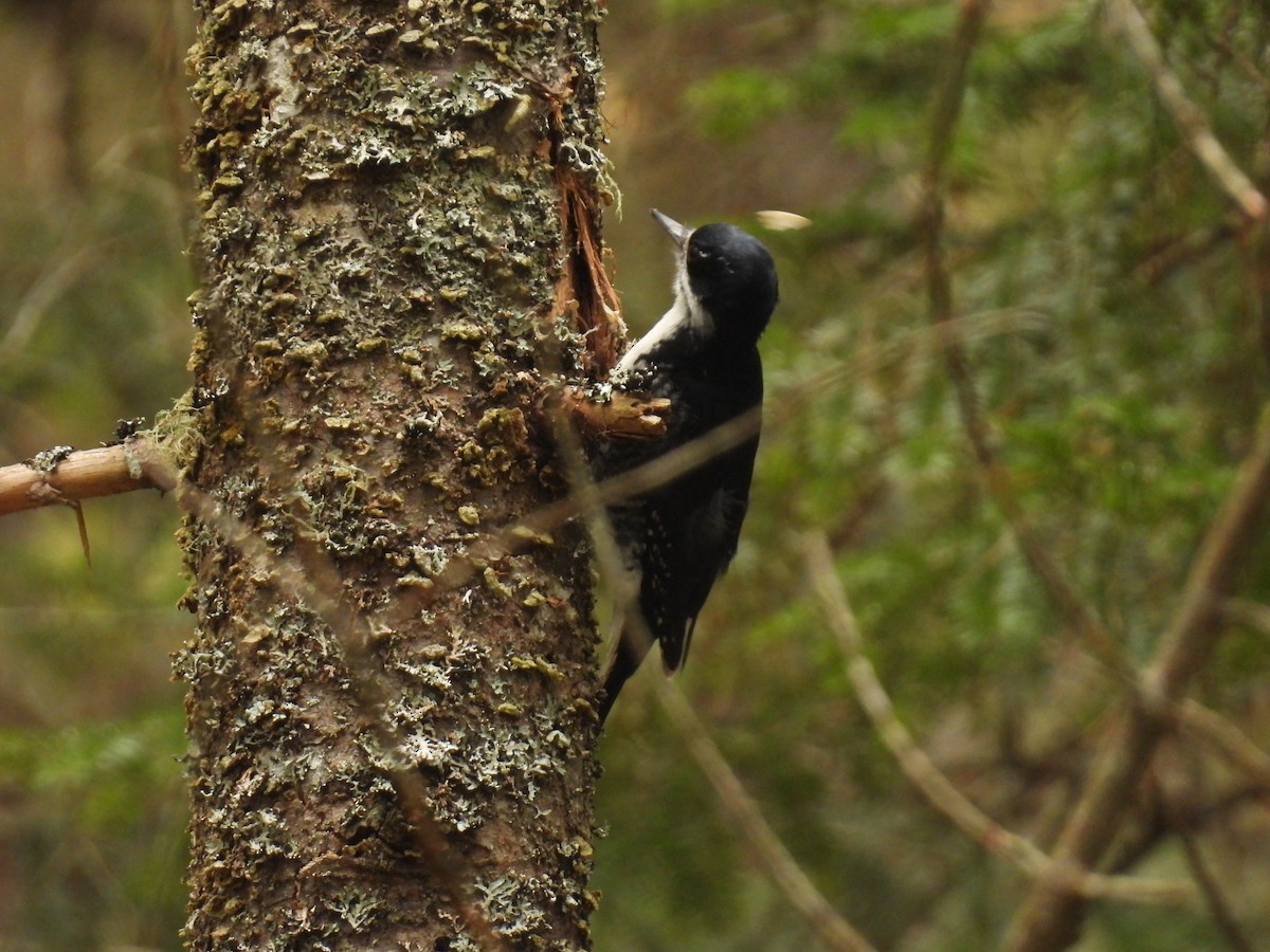 Black-backed Woodpecker - ML618289534