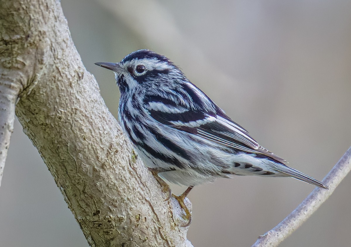 Black-and-white Warbler - ML618289546