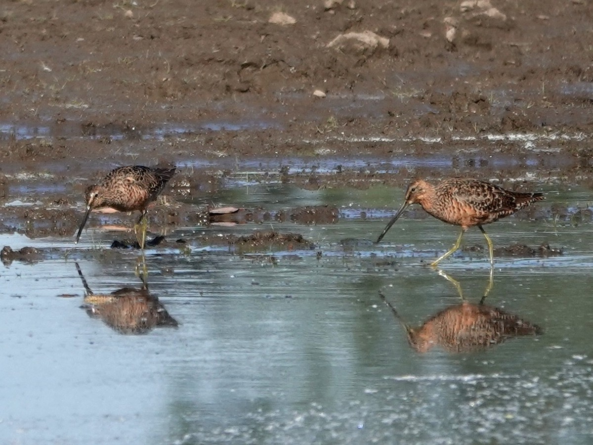 Long-billed Dowitcher - ML618289553