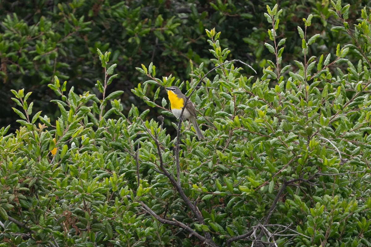 Yellow-breasted Chat - Cynthia  Case