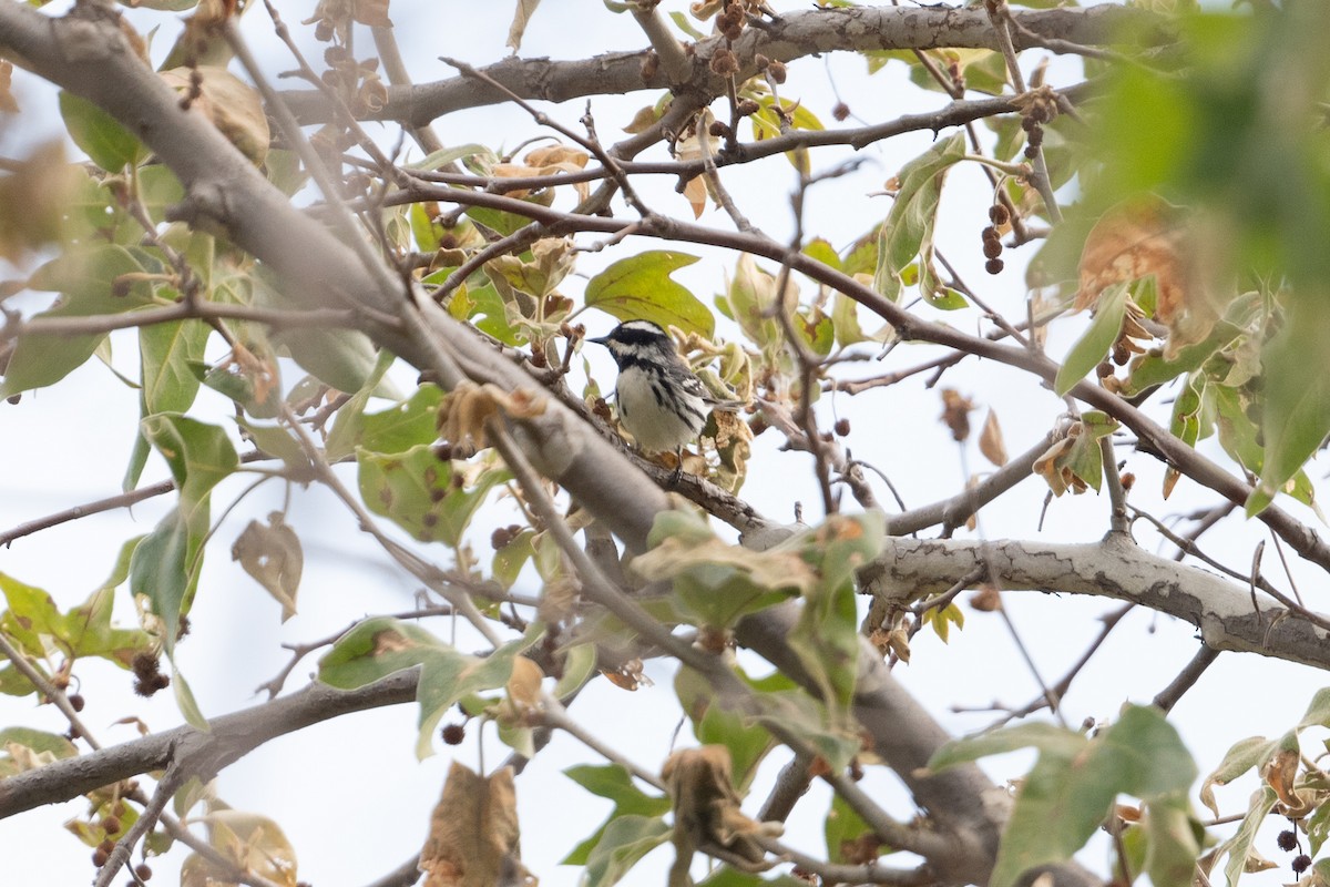 Black-throated Gray Warbler - ML618289577