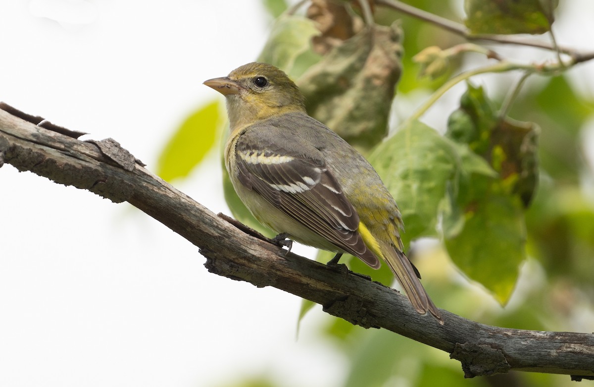 Western Tanager - Cynthia  Case