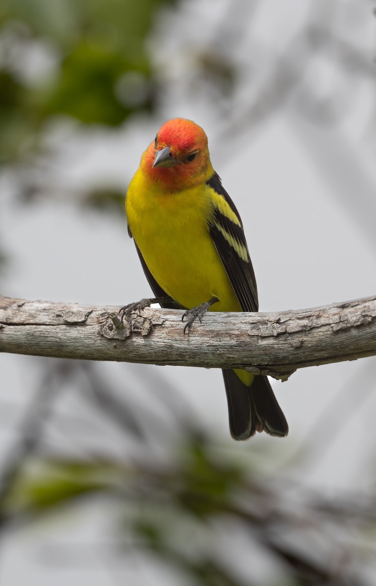 Western Tanager - Cynthia  Case