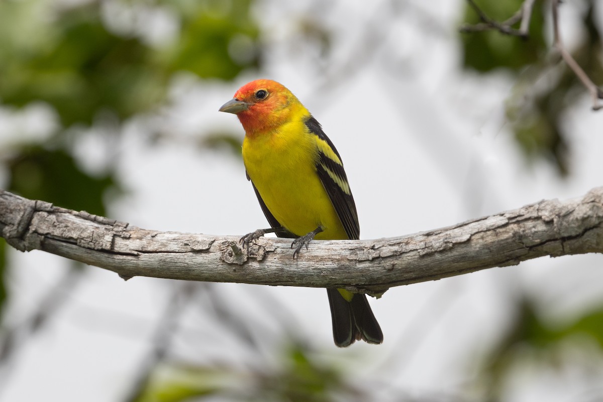 Western Tanager - ML618289596
