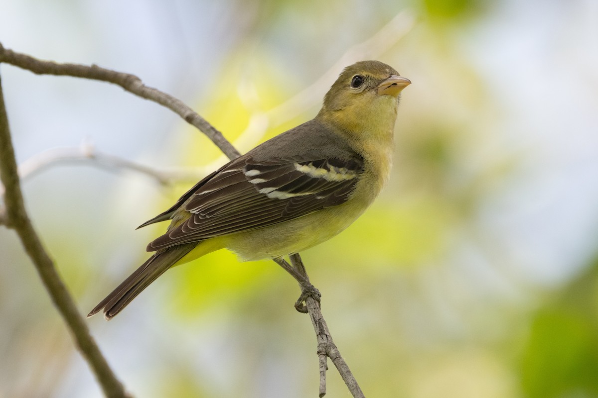 Western Tanager - ML618289597