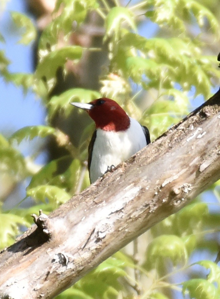Red-headed Woodpecker - Dave  Sherman