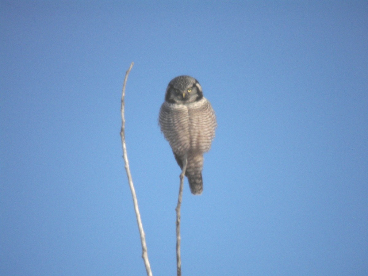 Northern Hawk Owl - ML618289625