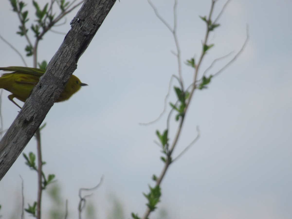 Yellow Warbler - Barry Capella