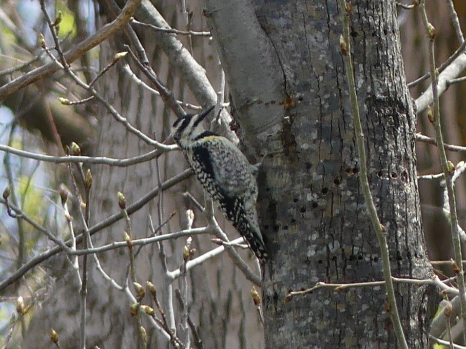 Yellow-bellied Sapsucker - Ted Down