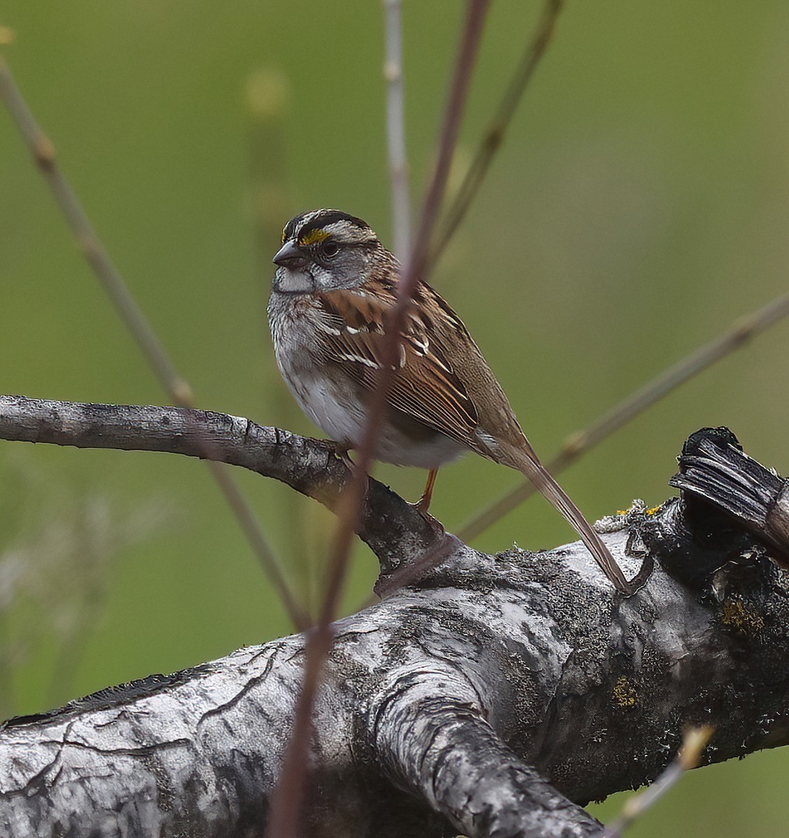 White-throated Sparrow - ML618289688