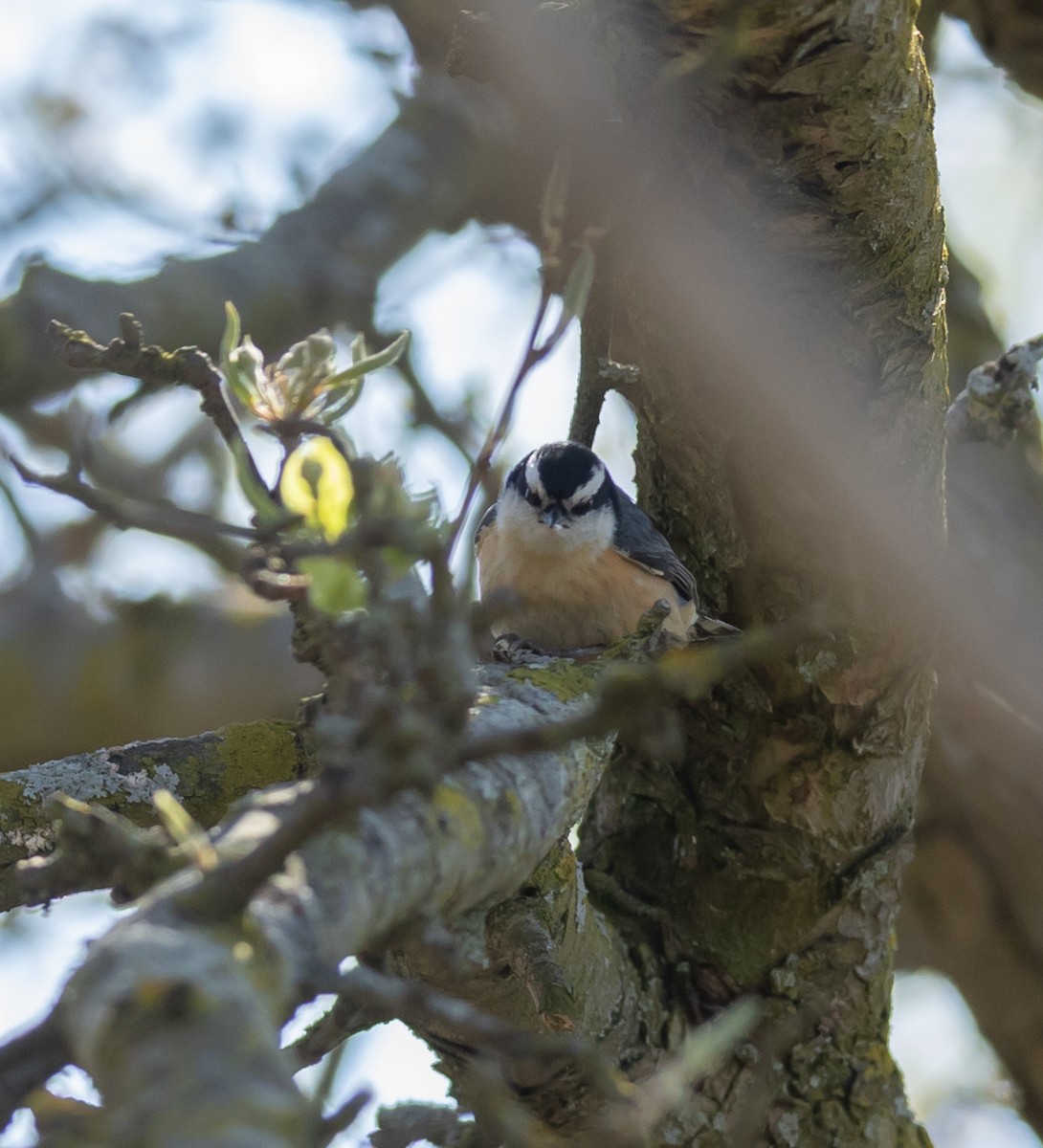 Red-breasted Nuthatch - ML618289716