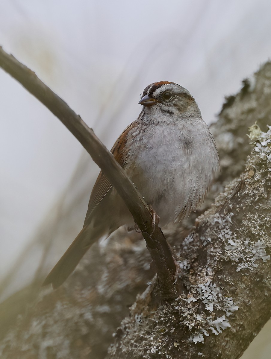 Swamp Sparrow - ML618289760