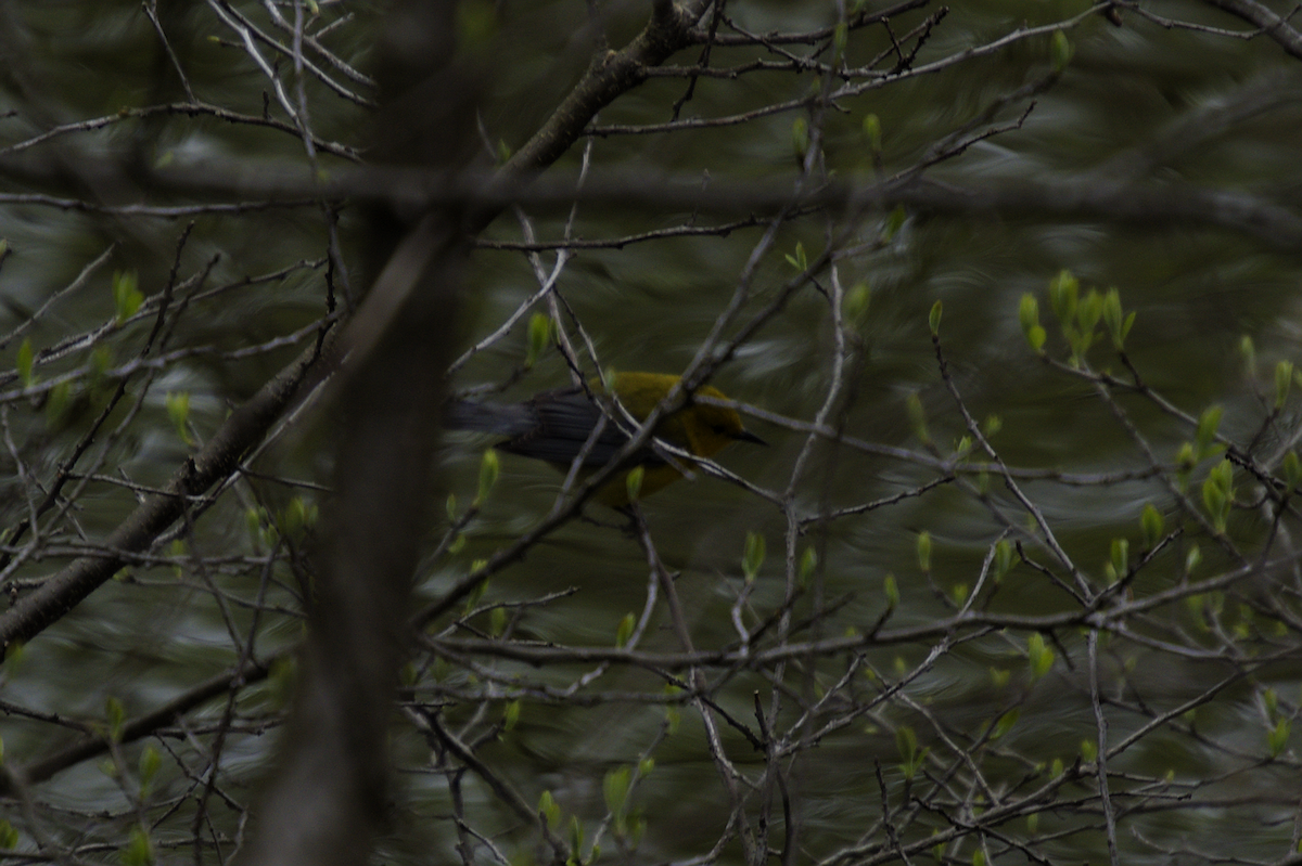 Prothonotary Warbler - ML618289761