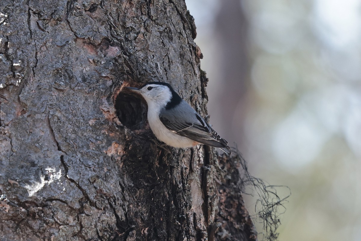 White-breasted Nuthatch - ML618289778