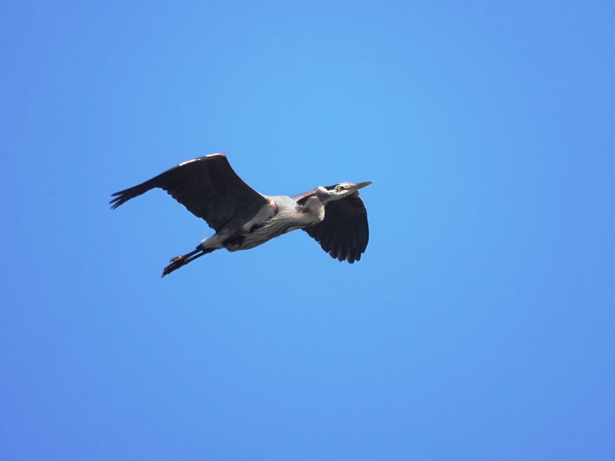 Great Blue Heron - Norman Uyeda