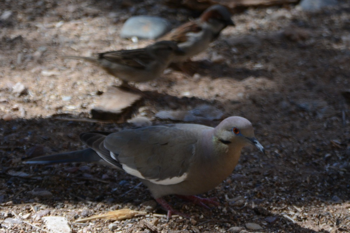 White-winged Dove - ML618289789