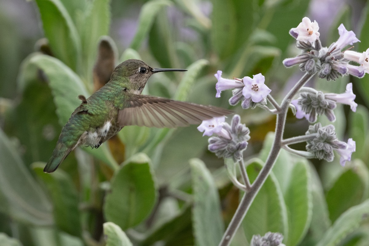 Anna's Hummingbird - ML618289839