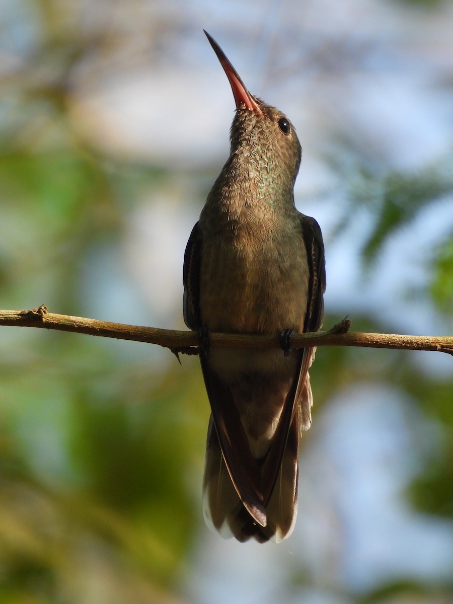Scaly-breasted Hummingbird - Gabriel Utria - Quetzal Birdwatch