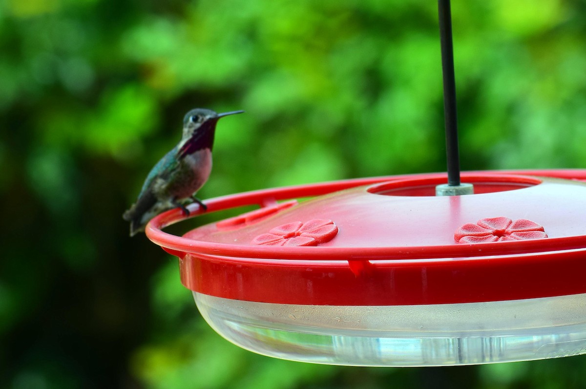 Calliope Hummingbird - ML618289864