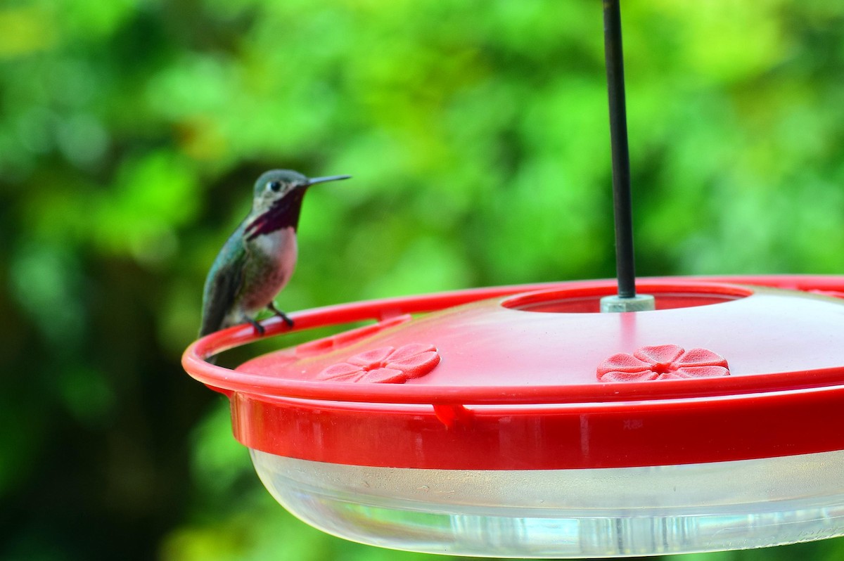 Calliope Hummingbird - ML618289866