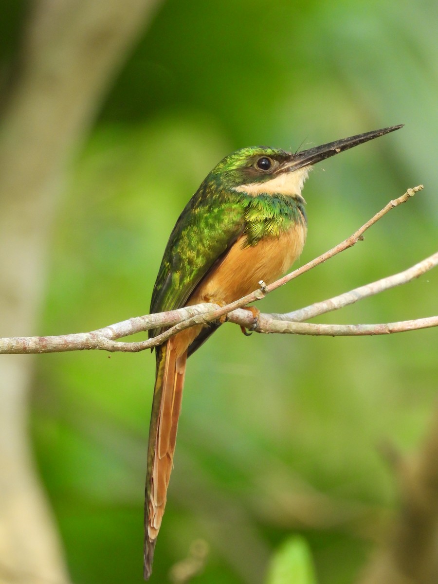 Rufous-tailed Jacamar - Gabriel Utria - Quetzal Birdwatch