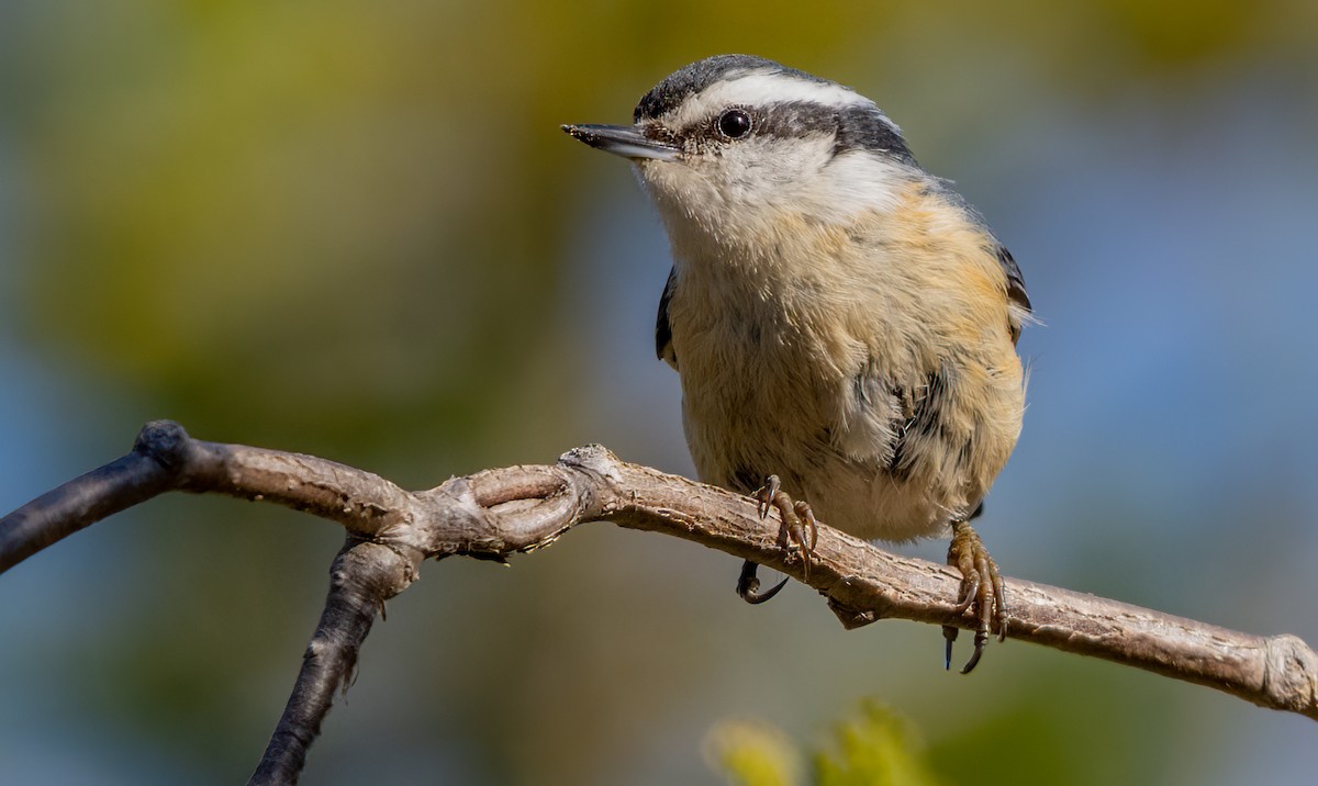 Red-breasted Nuthatch - ML618289912