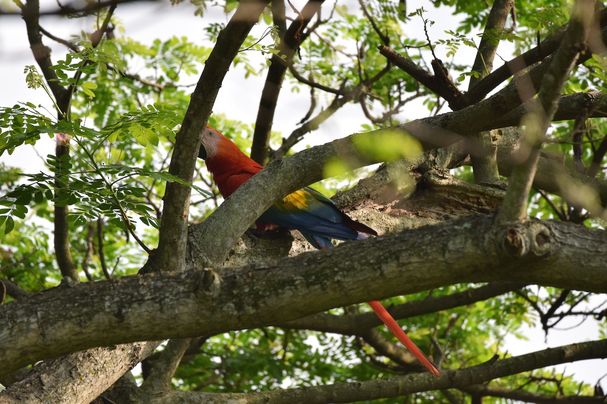 Scarlet Macaw - Freddy Oswaldo Ovalles Pabon