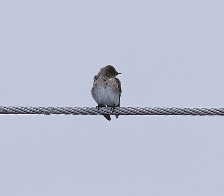 Northern Rough-winged Swallow - Scott Sneed