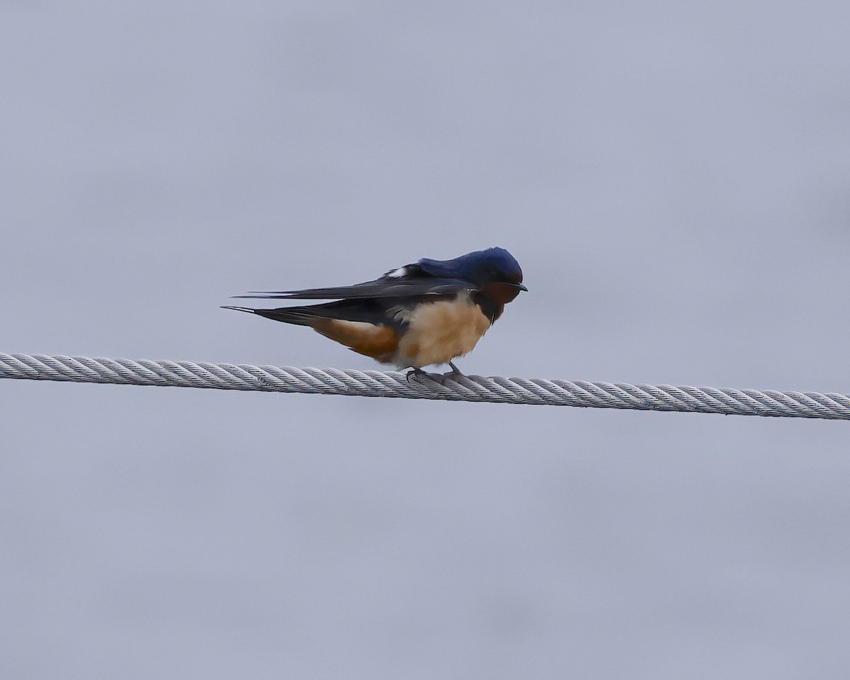 Barn Swallow - Scott Sneed