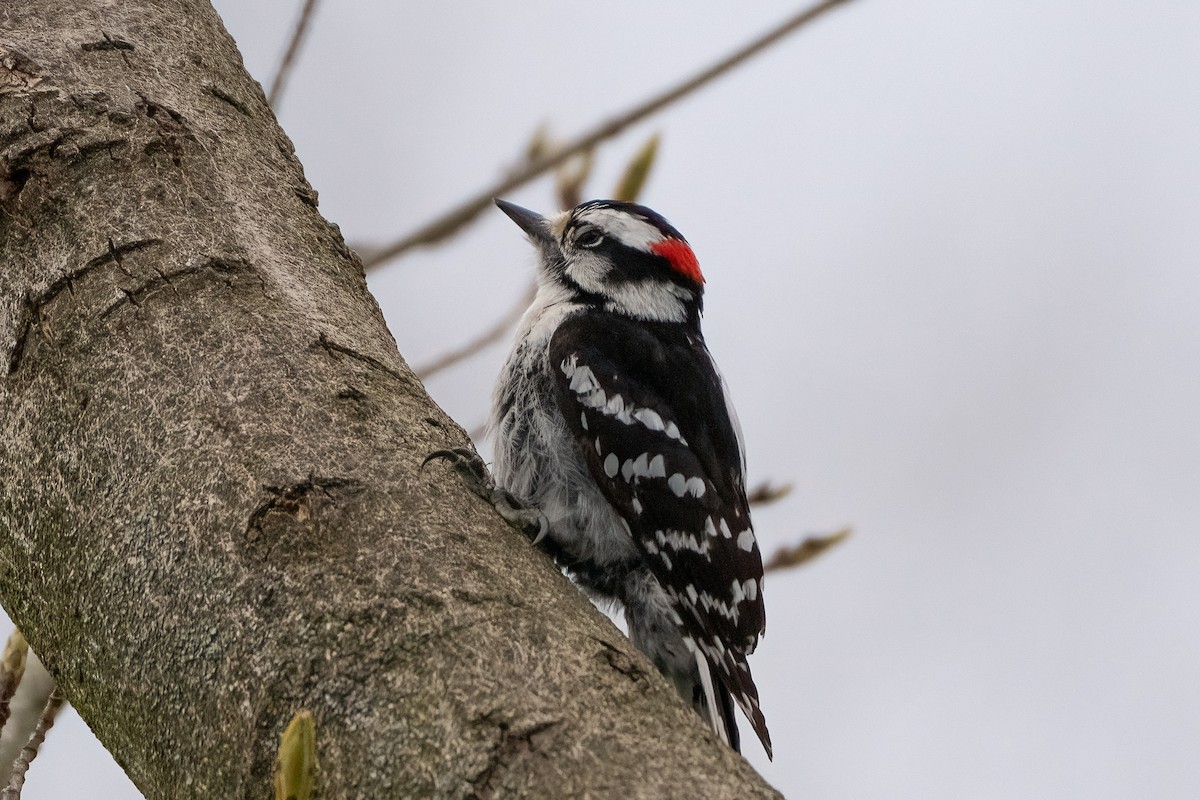 Downy Woodpecker - Shori Velles