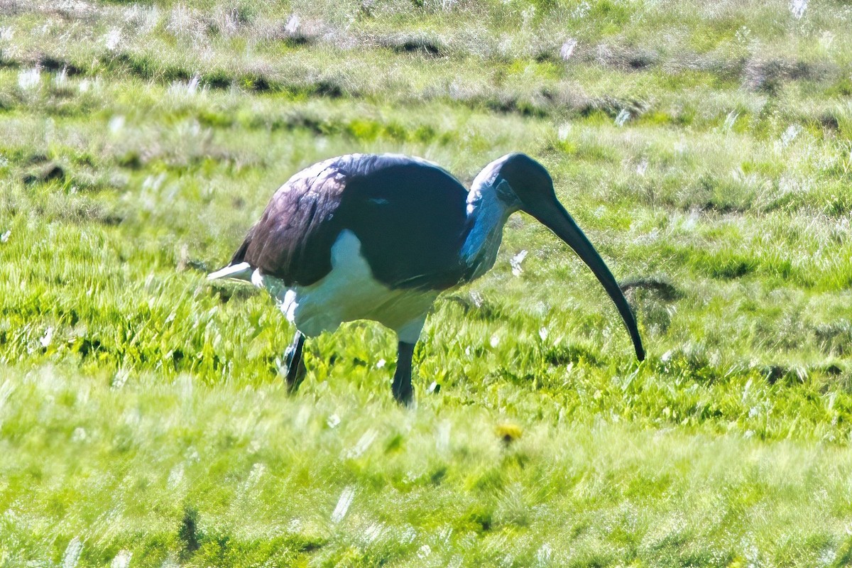 ibis slámokrký - ML618289955