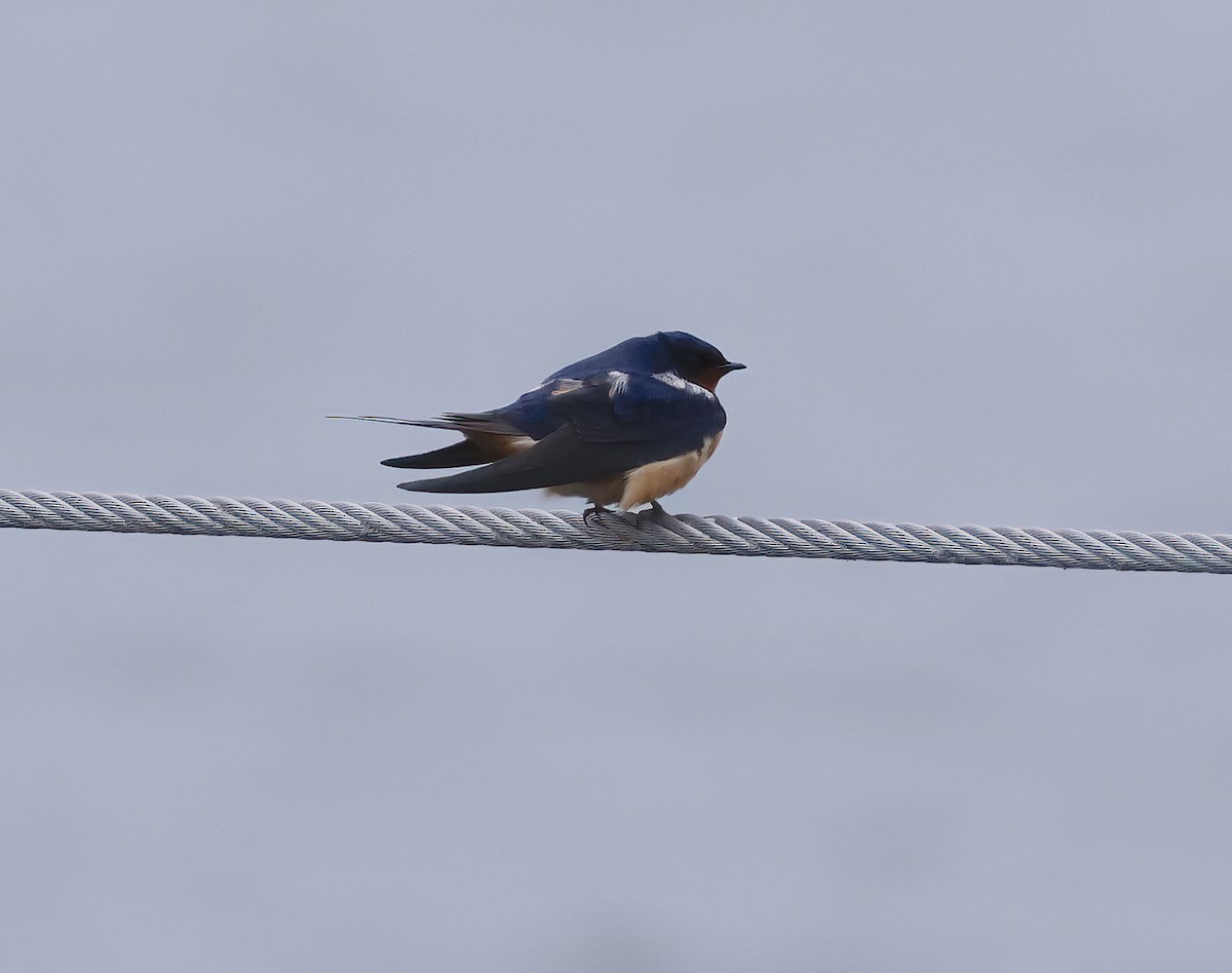 Barn Swallow - ML618289974