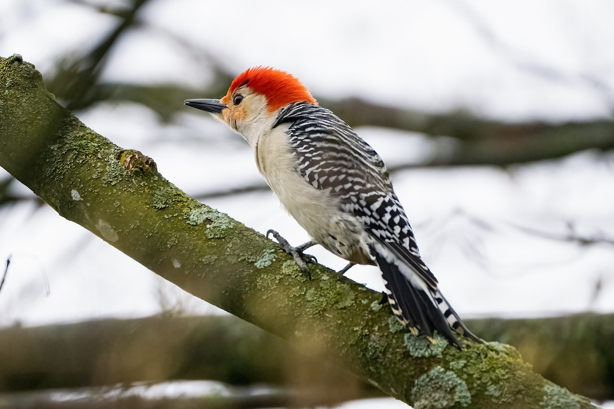 Red-bellied Woodpecker - Shori Velles
