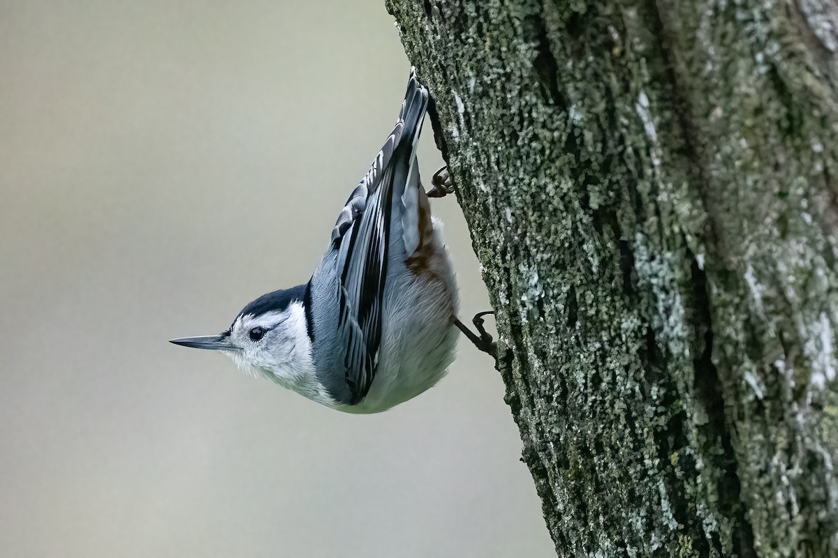 White-breasted Nuthatch - ML618289995