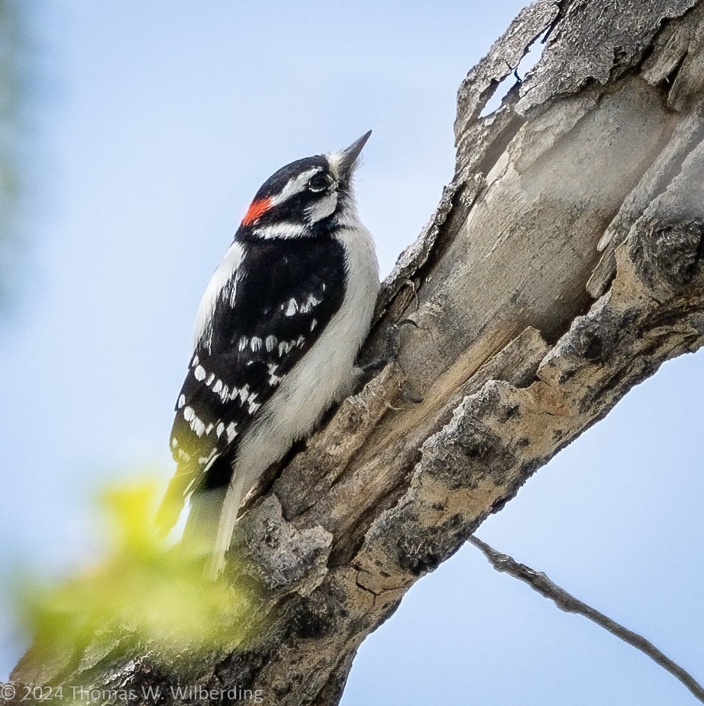 Downy Woodpecker - ML618290027