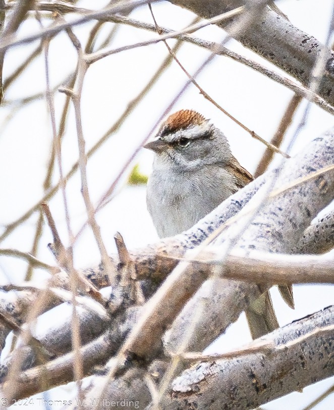 Chipping Sparrow - ML618290052