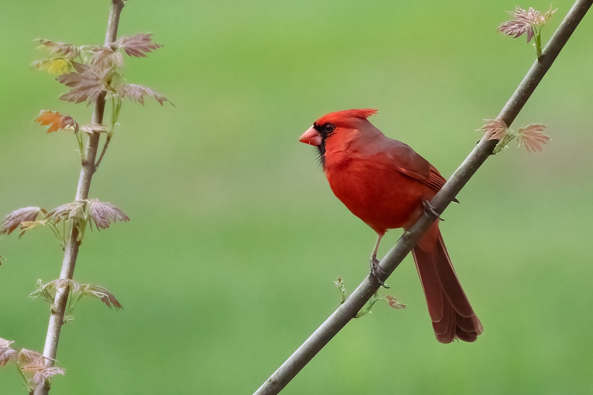 Northern Cardinal - Shori Velles