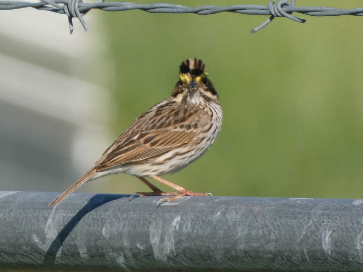 Savannah Sparrow - ML618290075