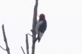 Red-headed Woodpecker - ML618290078